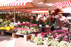 Flower Market, Nice France